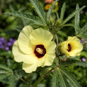 Muskotály okra - Pézsmaokra - Abelmoschus moschatus